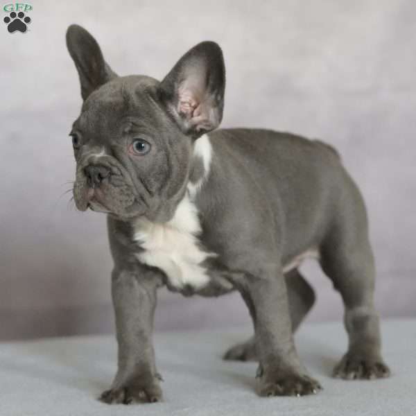 Pebbles, French Bulldog Puppy